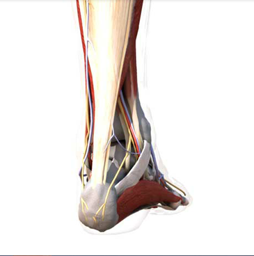 Muscular / Tendon - Posterior Medial Heel Pain